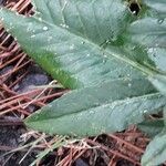 Pseudelephantopus spicatus Blatt