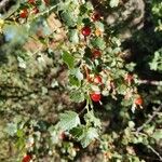 Ribes cereum Plod