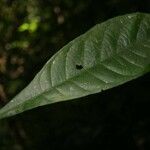 Gustavia hexapetala Leaf