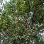 Aganope stuhlmannii 葉