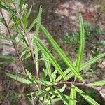 Gomphocarpus fruticosus Feuille