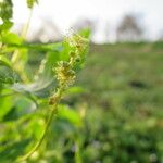 Mercurialis annua Fleur