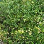 Euonymus japonicus ശീലം