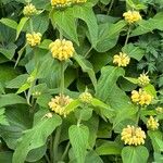 Phlomis russeliana Habitus