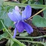 Viola odorata Flower