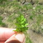 Cryptogramma crispa Blatt