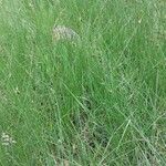 Carex divisa Sonstige