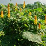 Senna alata Hábito
