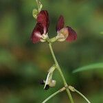 Macroptilium lathyroides Flower