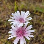 Crepis rubra Kvet