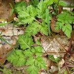 Erodium cheilanthifolium Leaf
