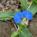 Commelina ensifolia 花