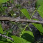 Fraxinus quadrangulata Rusca