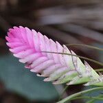 Tillandsia guatemalensis Virág