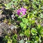 Phlox pilosa Kvet