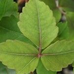 Cayratia trifolia Blad