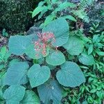 Clerodendrum speciosissimum Plante entière