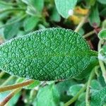 Cistus salviifolius Fuelha