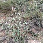 Cistus laurifolius موطن