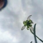 Galanthus plicatus Kukka