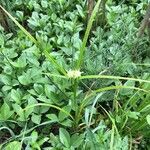 Carex grayi Leaf