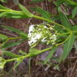 Declieuxia fruticosa Habit