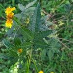 Tagetes lemmonii Folio