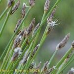 Eleocharis bonariensis Fruit