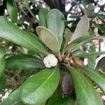 Pittosporum crassifolium Φρούτο