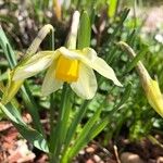 Narcissus × incomparabilis പുഷ്പം