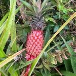 Ananas comosusᱵᱟᱦᱟ