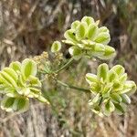 Lomatium triternatum Fruit