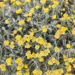 Helichrysum italicum Květ