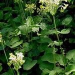 Primula florindae عادت داشتن