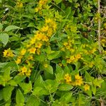 Lysimachia punctataHabit