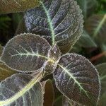 Kohleria amabilis Blad