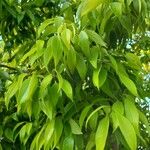 Quercus myrsinifolia Folha