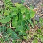 Sonchus ustulatus Leaf