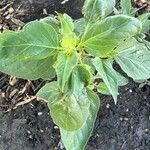 Physalis philadelphicaBlad