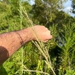 Paspalum urvillei Fleur