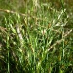 Juncus rechingeri Habitus