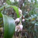 Polystachya cultriformis Цвят