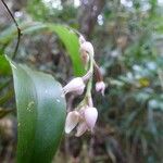 Polystachya cultriformis Flor