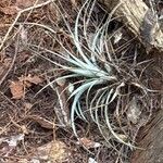 Tillandsia utriculataЛист