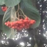 Cotoneaster glaucophyllus Листок