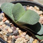 Gasteria glomerata Hoja