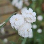 Achillea ptarmica Žiedas