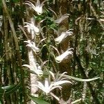 Dendrobium fractiflexum Blodyn