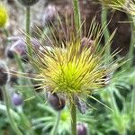 Pulsatilla ambigua Fruit