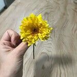 Gerbera leandrii Kwiat